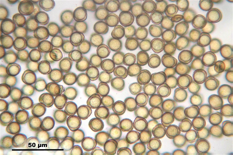 Polytrichum formosum