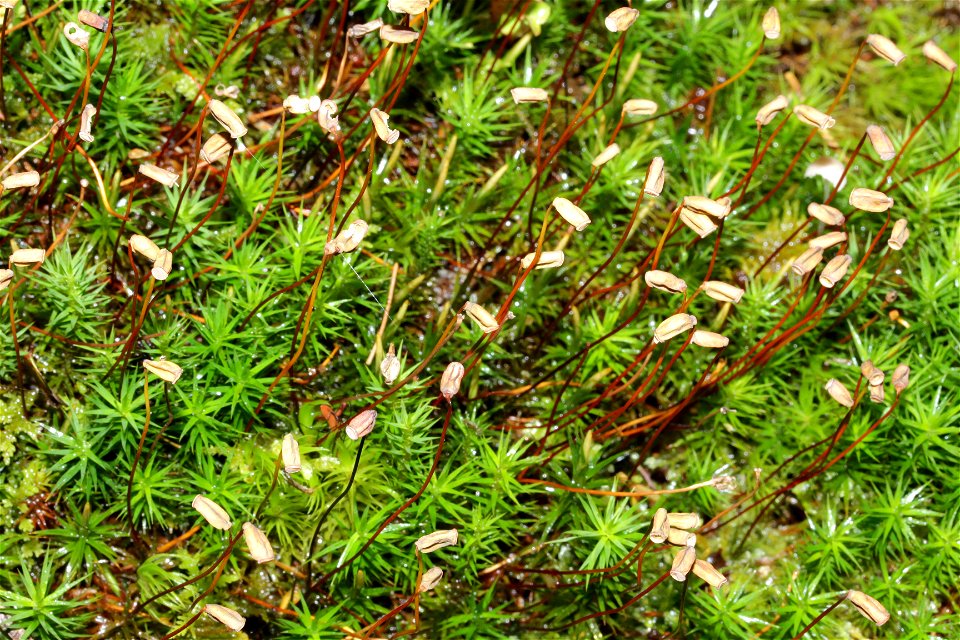 Polytrichum formosum
