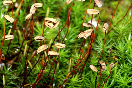 Polytrichum formosum