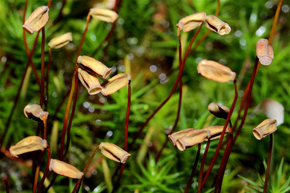 Polytrichum formosum