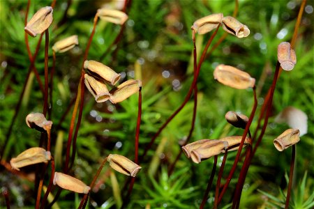 Polytrichum formosum
