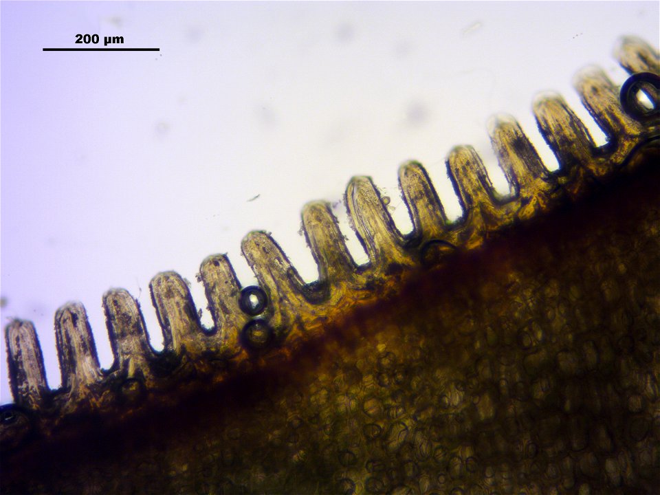 Polytrichum formosum