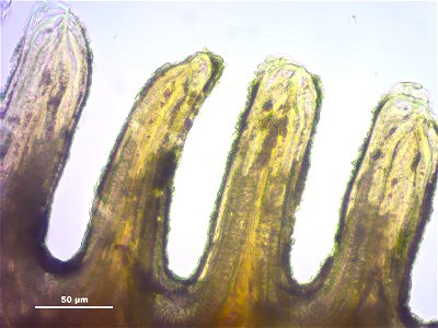 Polytrichum formosum