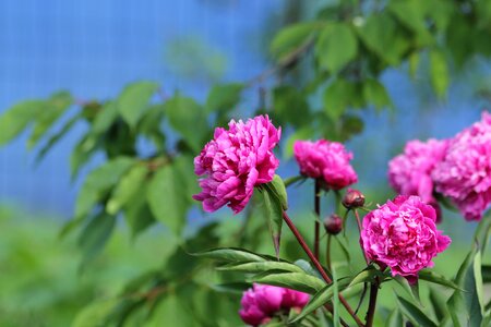 Pink flowers blue pink