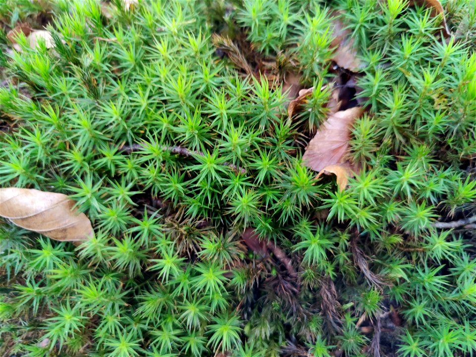 Bank Haircap Moss (Polytrichum formosum)