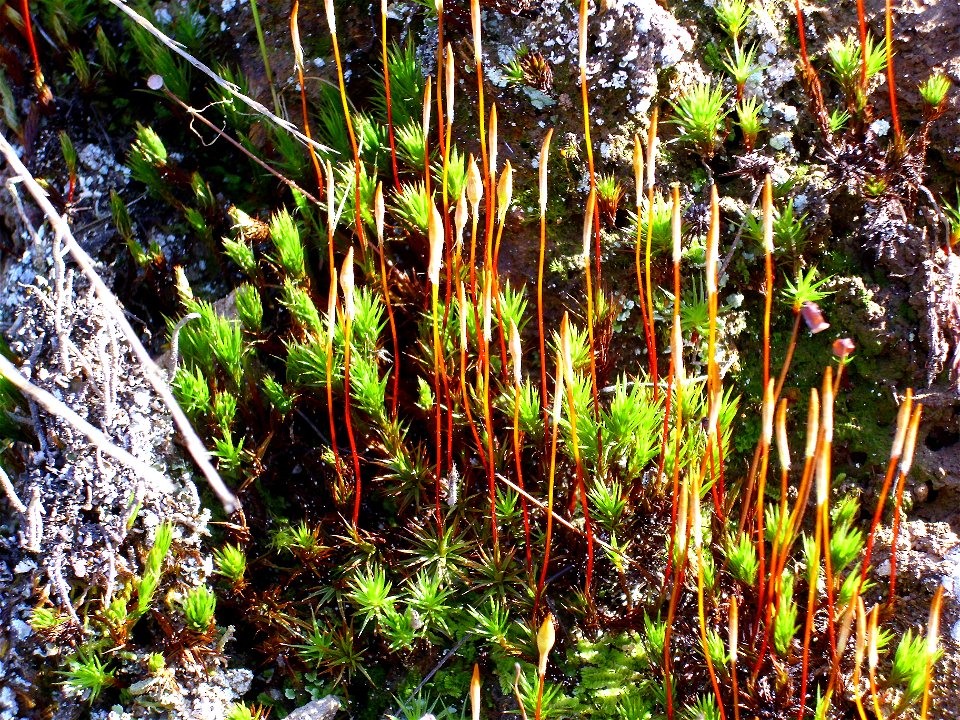 Polytrichum piliferum Apothecium close up, Sierra Madrona, Spain