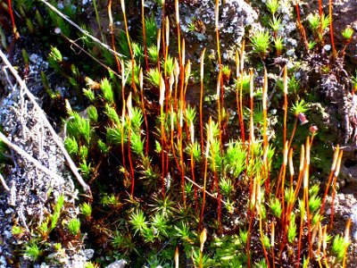 Polytrichum piliferum Apothecium close up, Sierra Madrona, Spain