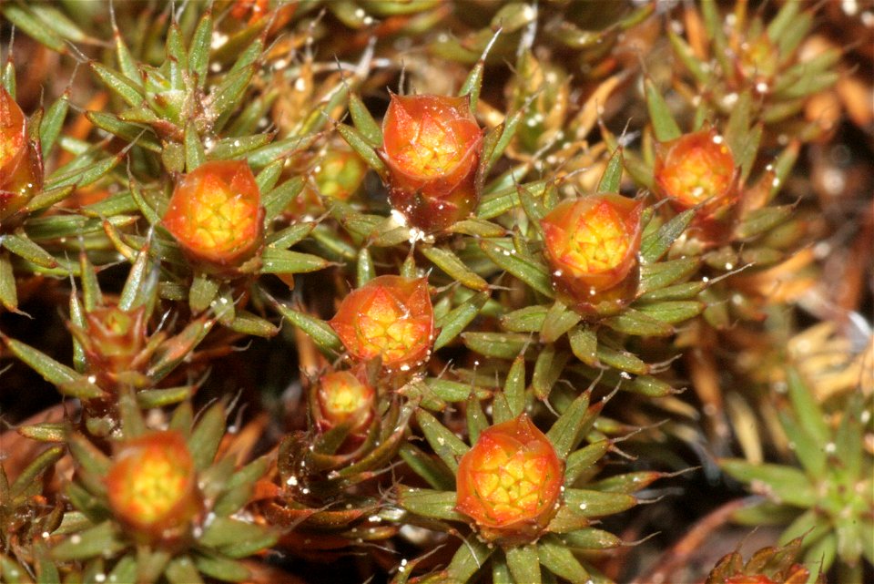 Polytrichum piliferum