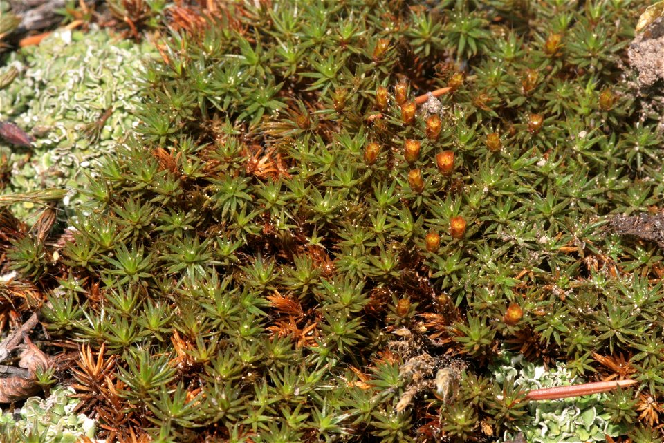 Polytrichum piliferum