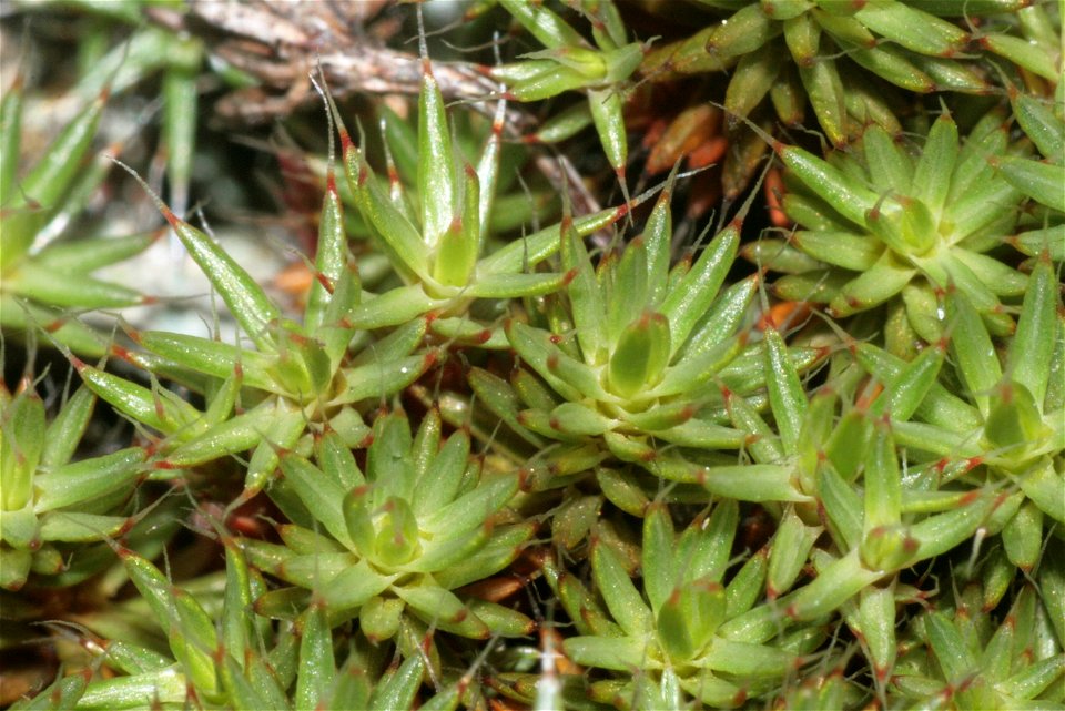Polytrichum piliferum