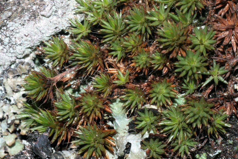 Polytrichum piliferum