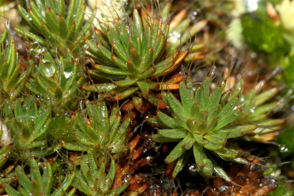 Polytrichum piliferum