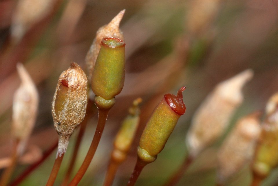 Polytrichum piliferum