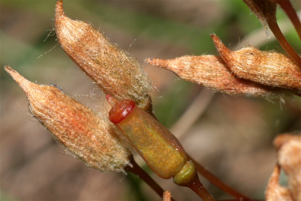 Polytrichum piliferum