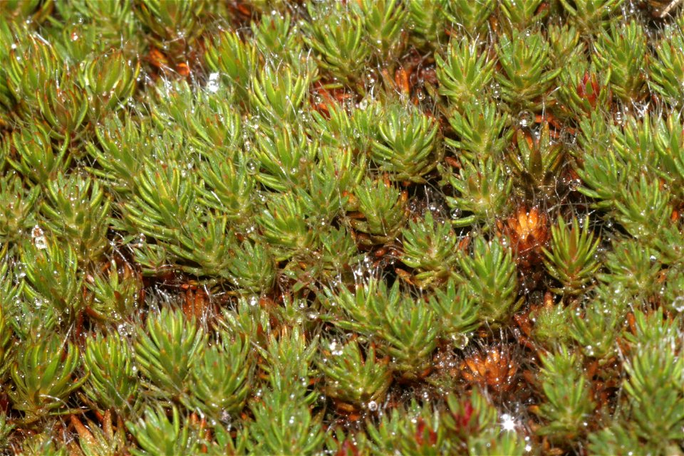 Polytrichum piliferum