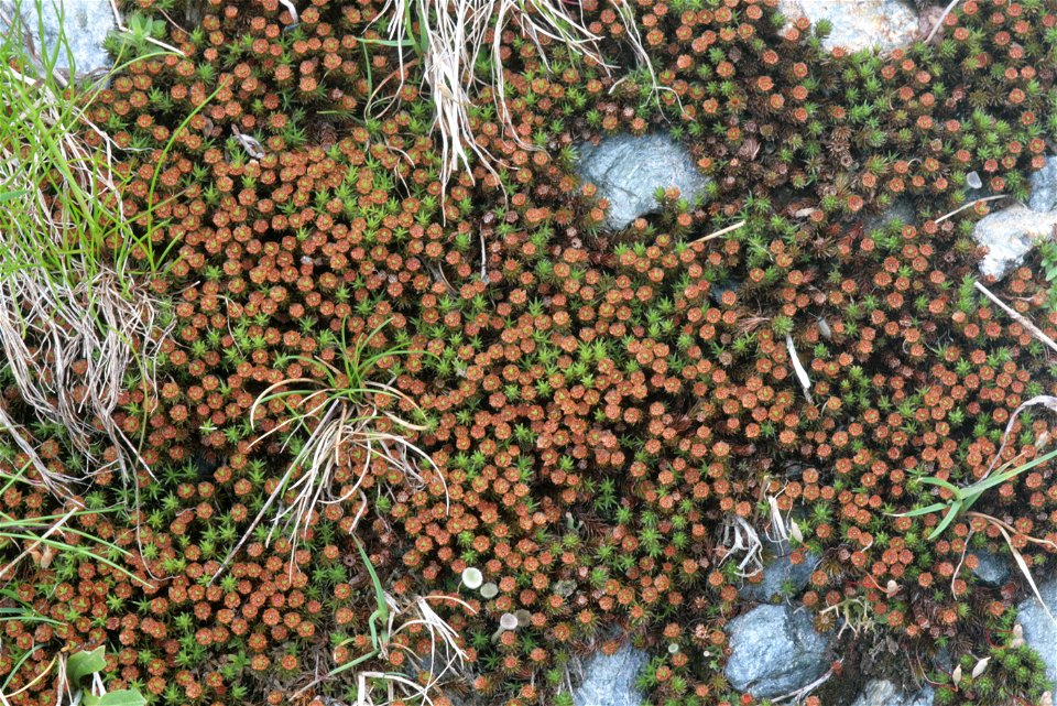 Polytrichum piliferum