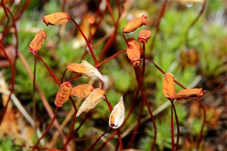 Polytrichum piliferum