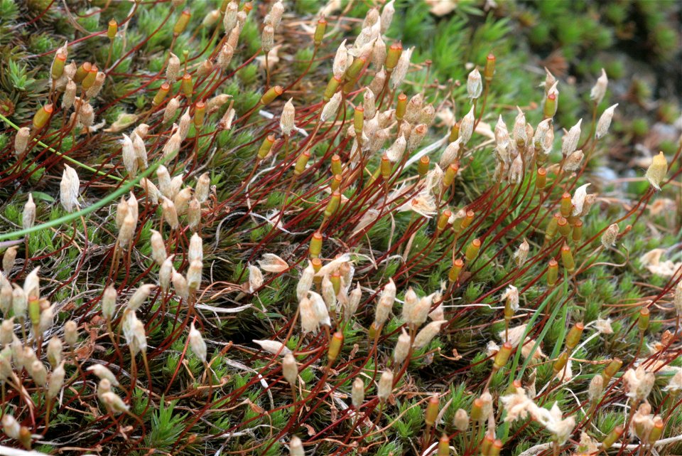 Polytrichum piliferum