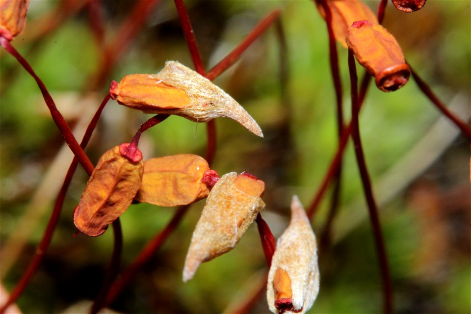 Polytrichum piliferum
