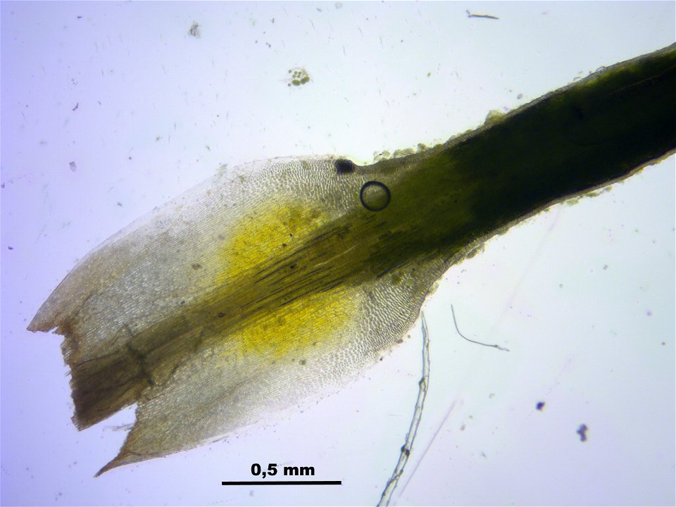 Polytrichum piliferum