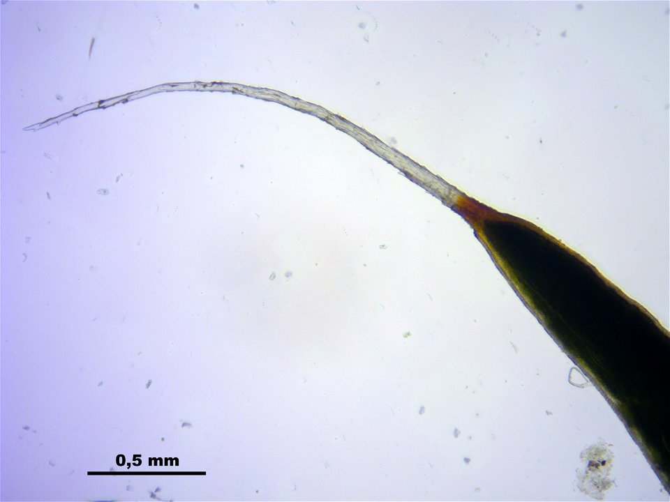 Polytrichum piliferum