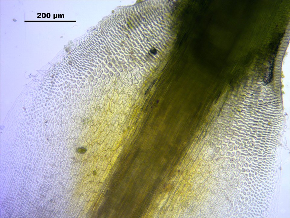 Polytrichum piliferum