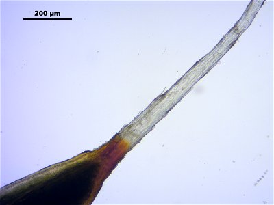 Polytrichum piliferum