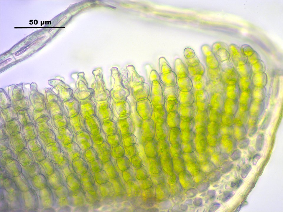 Polytrichum piliferum