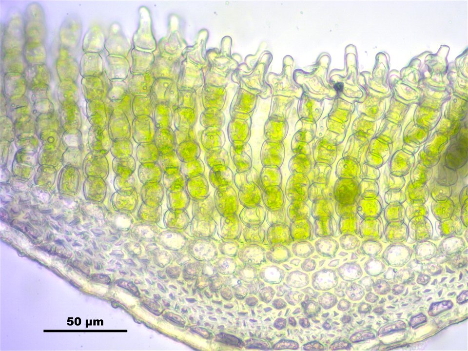 Polytrichum piliferum