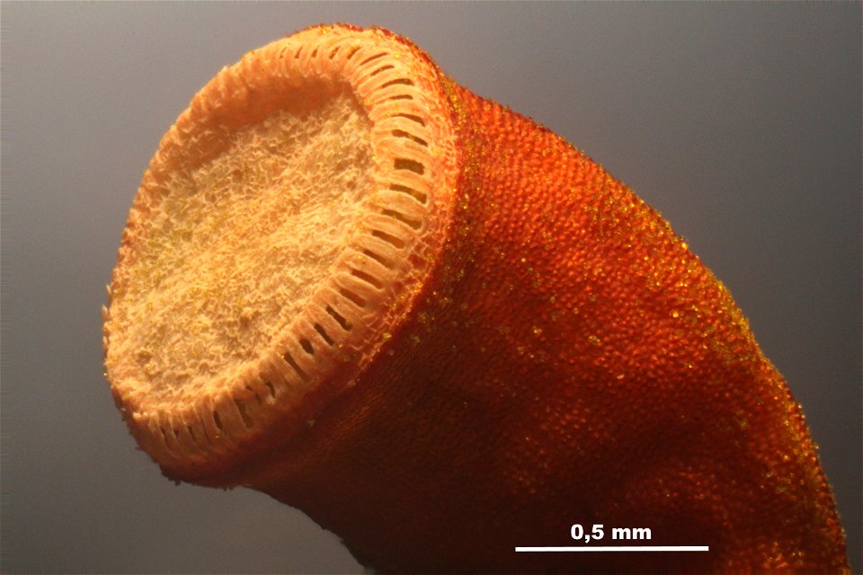 Polytrichum piliferum