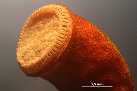 Polytrichum piliferum