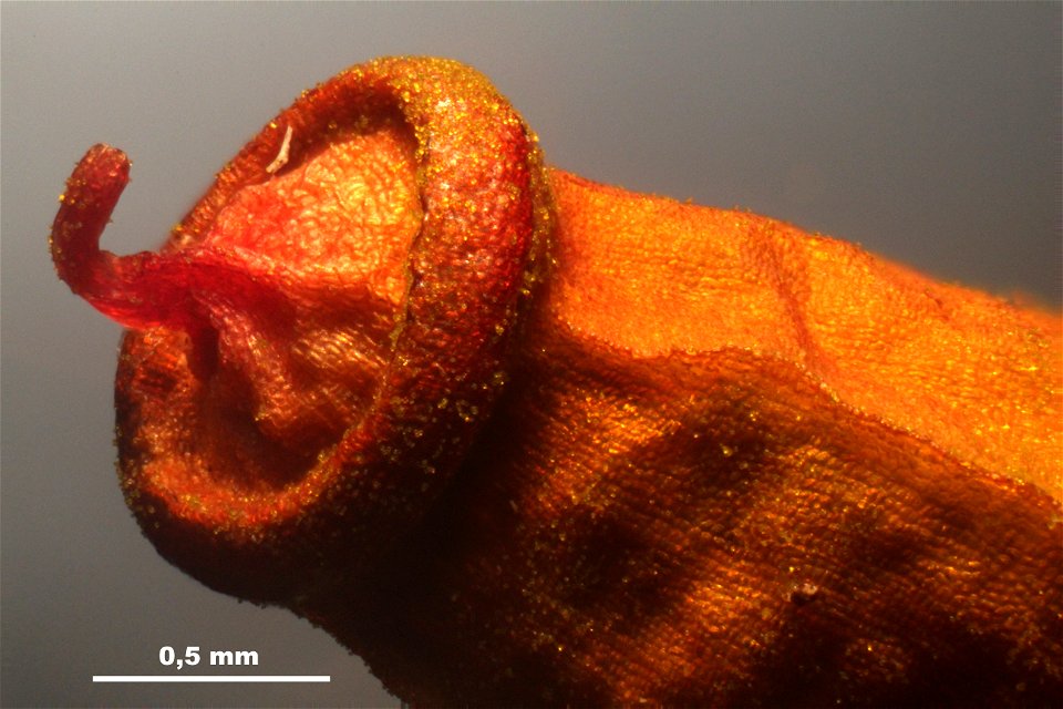 Polytrichum piliferum