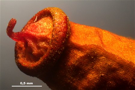 Polytrichum piliferum