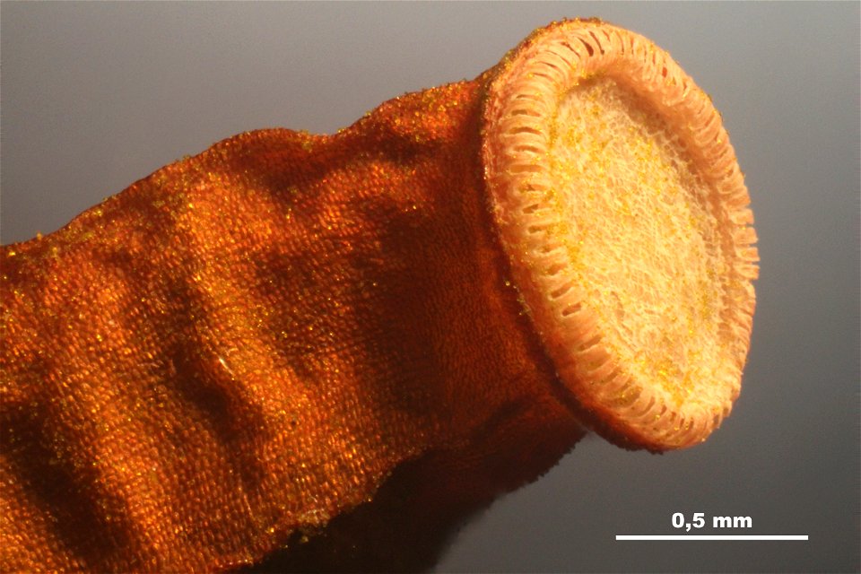 Polytrichum piliferum