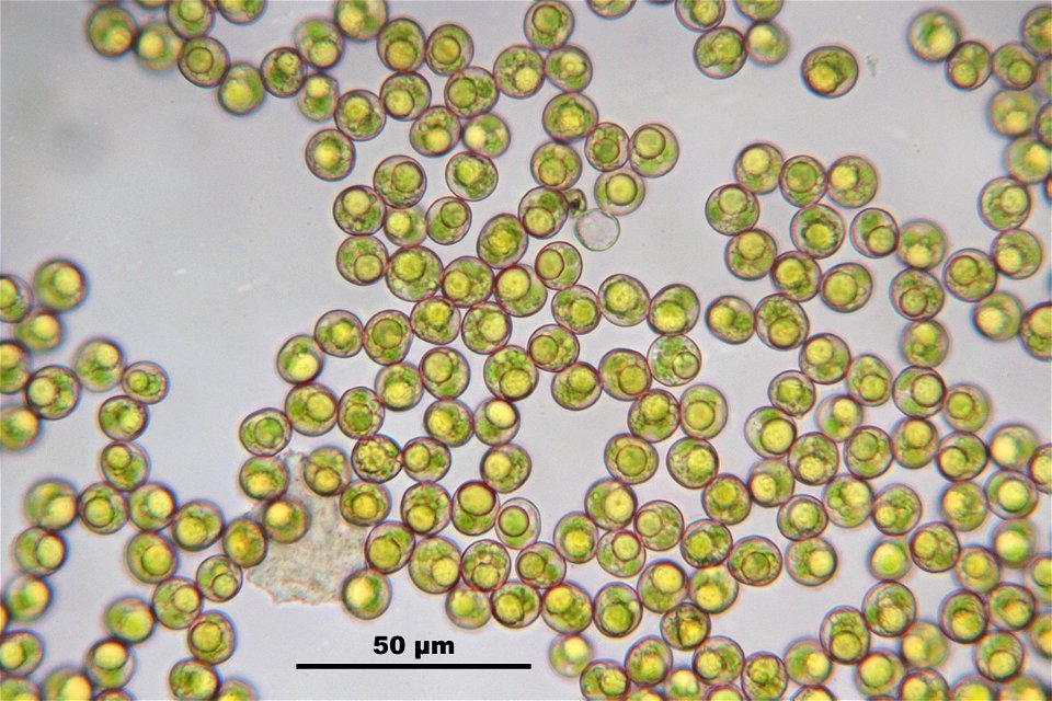 Polytrichum piliferum