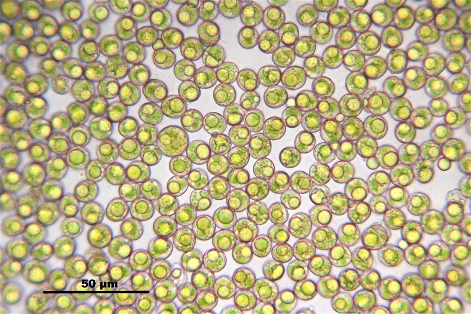 Polytrichum piliferum