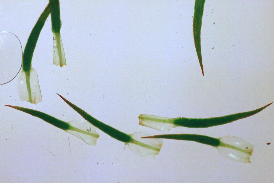 Polytrichum alpinum