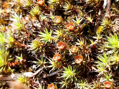 bristly haircap moss (Polytrichum piliferum)