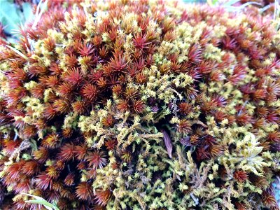 bristly haircap moss (Polytrichum piliferum)