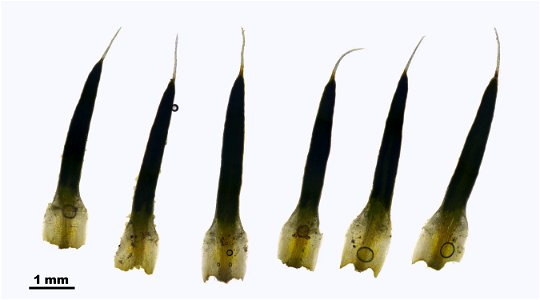 Polytrichum piliferum