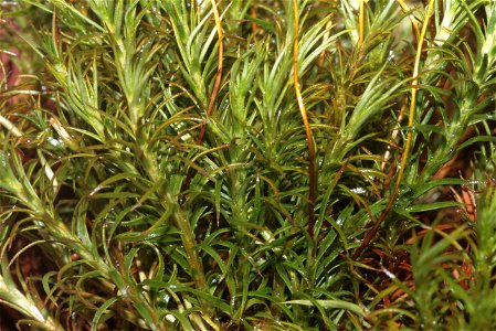 Polytrichum alpinum