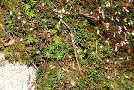 Pogonatum aloides