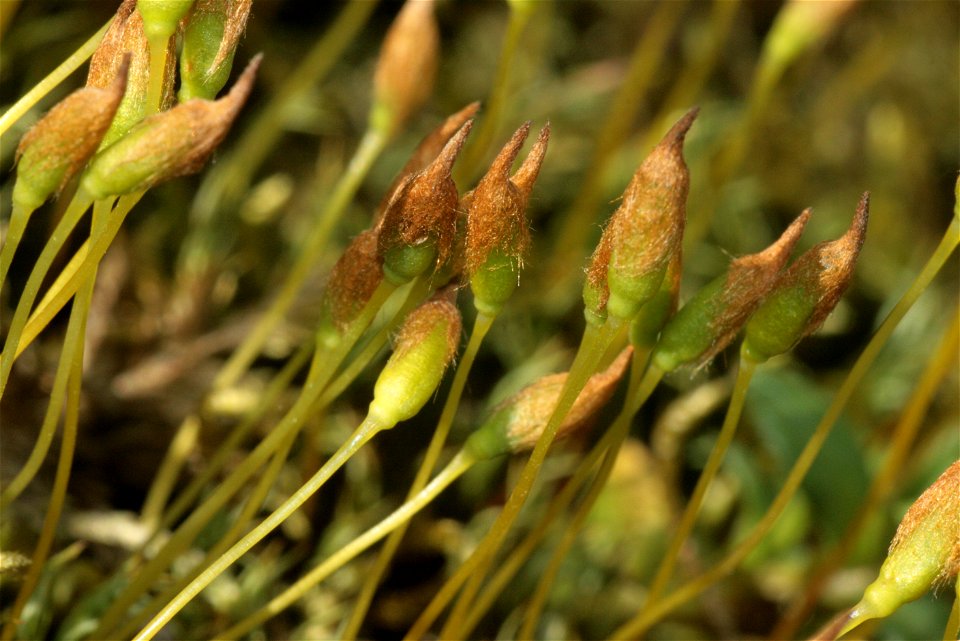 Polytrichum alpinum