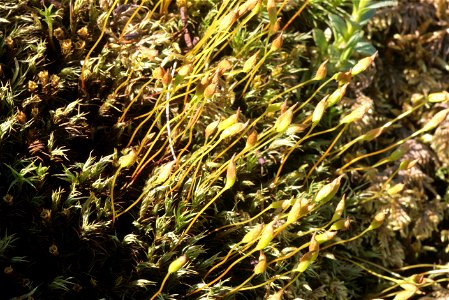 Polytrichum alpinum
