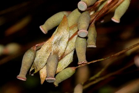 Pogonatum aloides