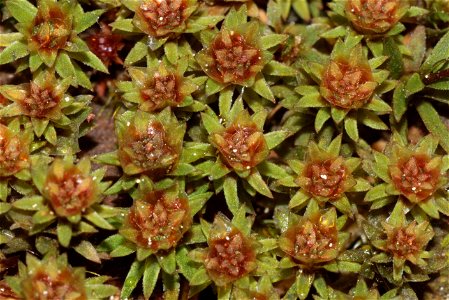 Pogonatum aloides
