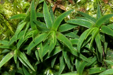 Pogonatum aloides