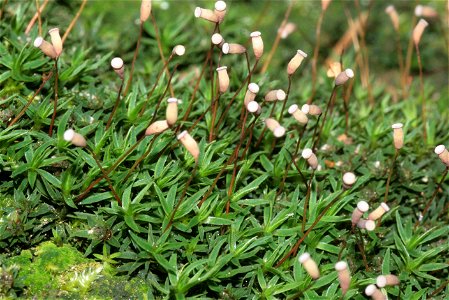 Pogonatum aloides