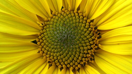 Yellow summer blossom