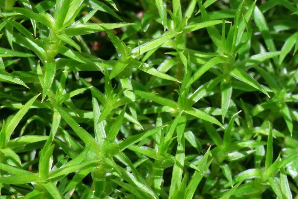 Polytrichastrum longisetum